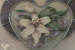 "Lily, Berries & Ribbon  - Joanne Hayman "