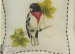 Rose _ Breasted Grosbeak -  Terry Pernicaro