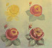 Rose - Carolyn Phillips