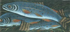 Day's Catch Rainbow Trout Barrel Stave - Laure Paillex